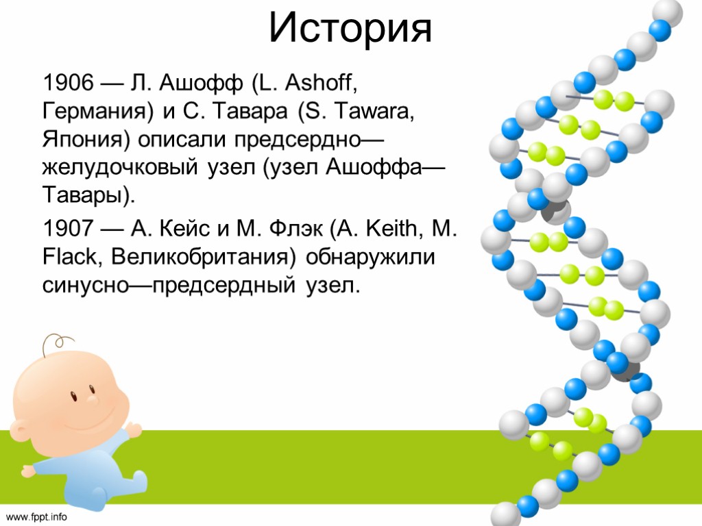 История 1906 — Л. Ашофф (L. Ashoff, Германия) и С. Тавара (S. Tawara, Япония)